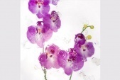 Картины и репродукции Репродукция 40x40 см Purple Orchids