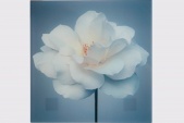 Картины и репродукции White Rose