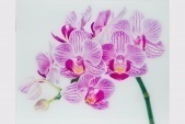 Картины и репродукции Orchid
