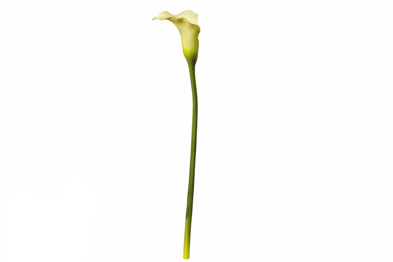 Белый цветок на длинном стебле. Калла лайт пинк. Каллы на прозрачном фоне. Цветонос каллы. Каллы на белом фоне.