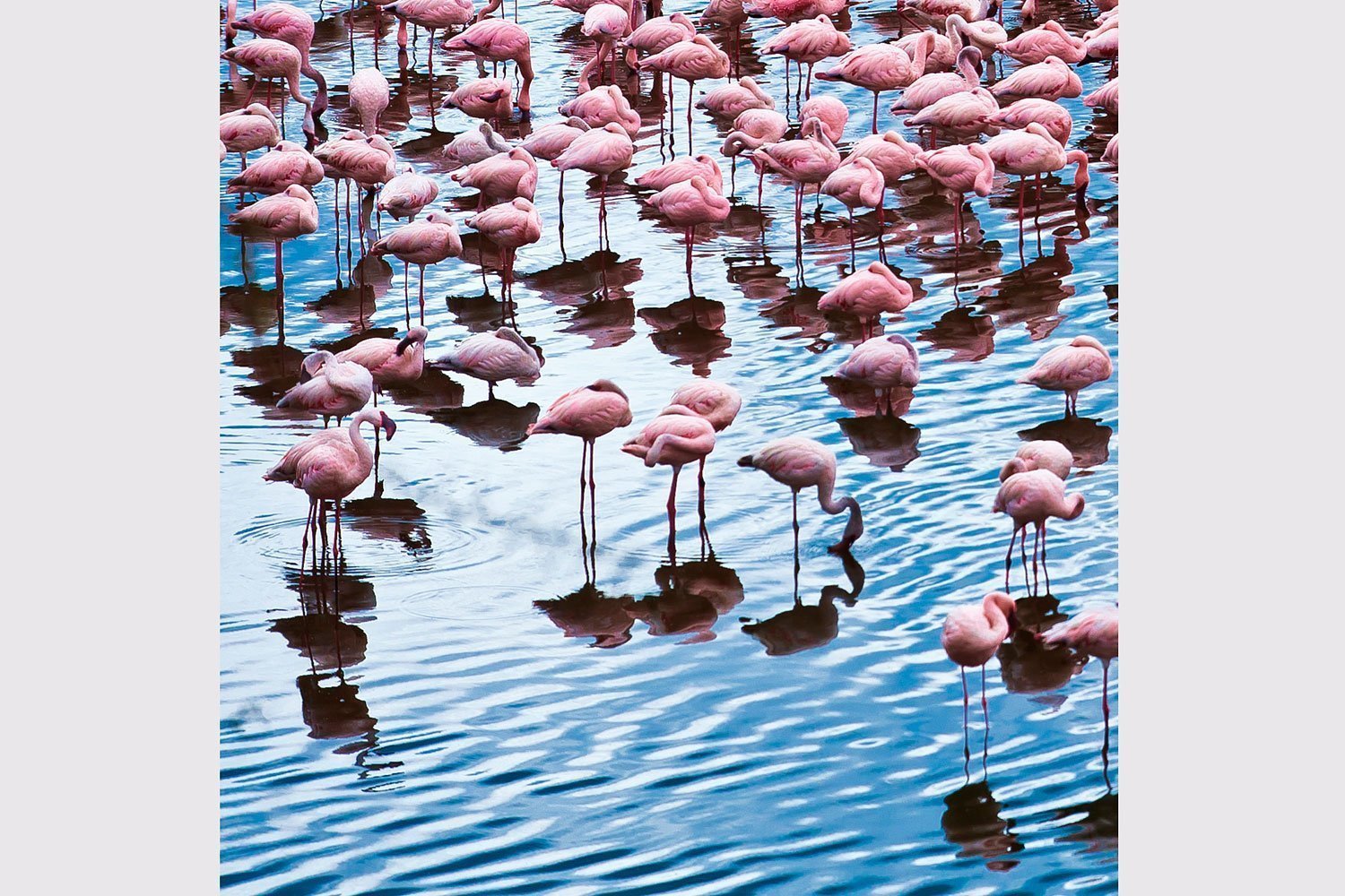 Flamingo deco discount