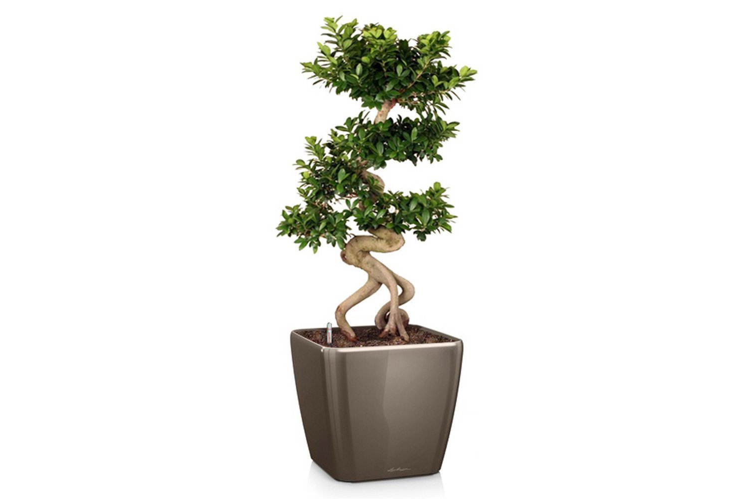 Benjamina Ficus Tree Indoor Houseplant Cannot Ship to AZ or OR - Etsy Ficus tree