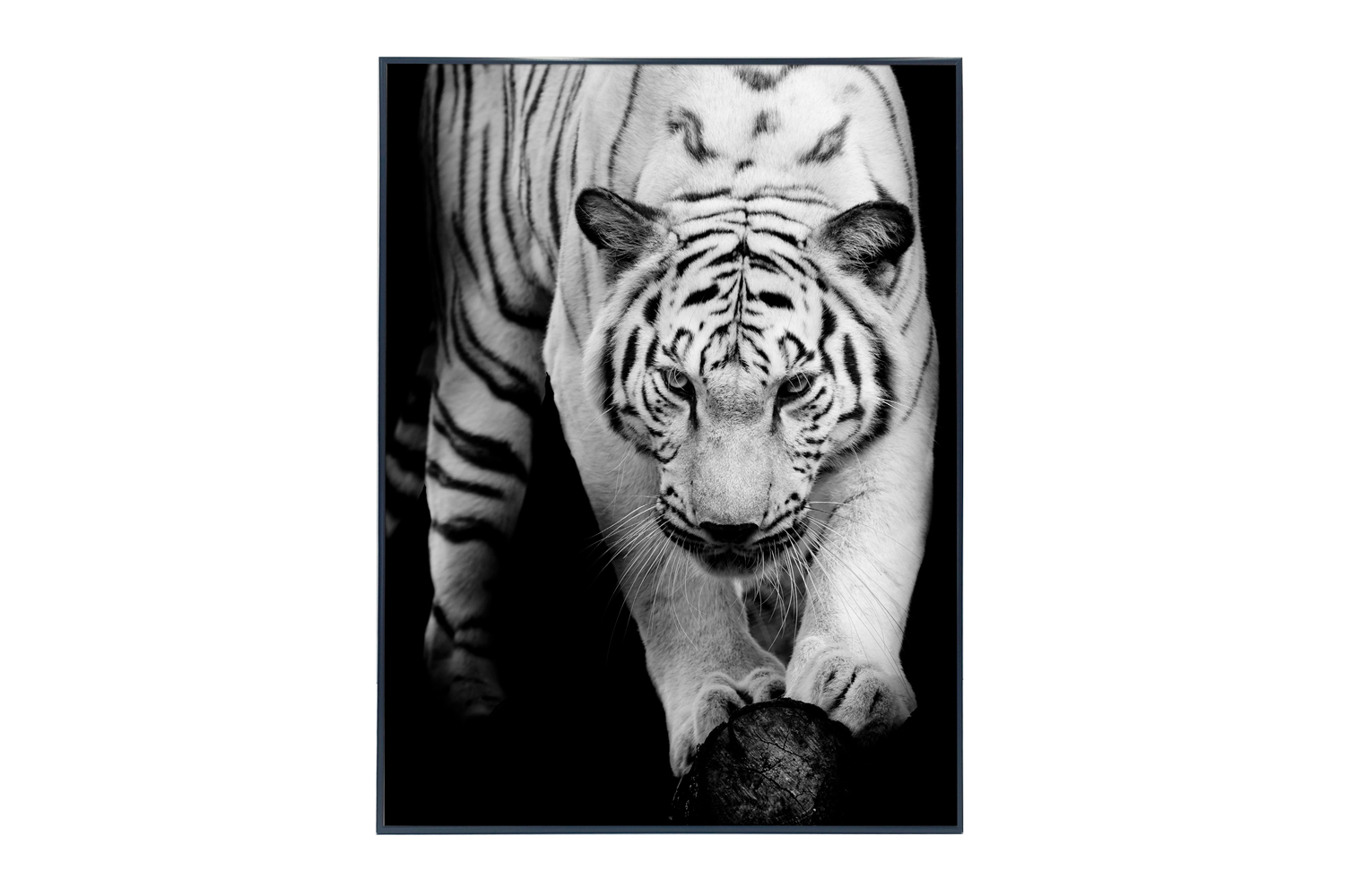 

Картина в раме Tigers, Tigers