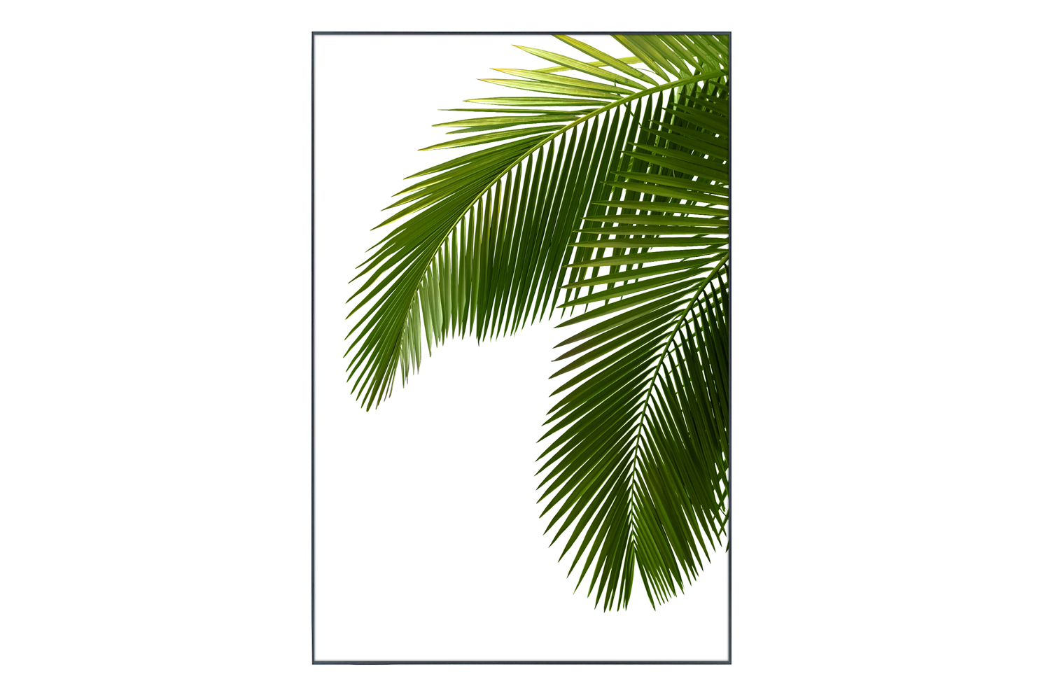 

Картина в раме Palm Leaves, Palm Leaves