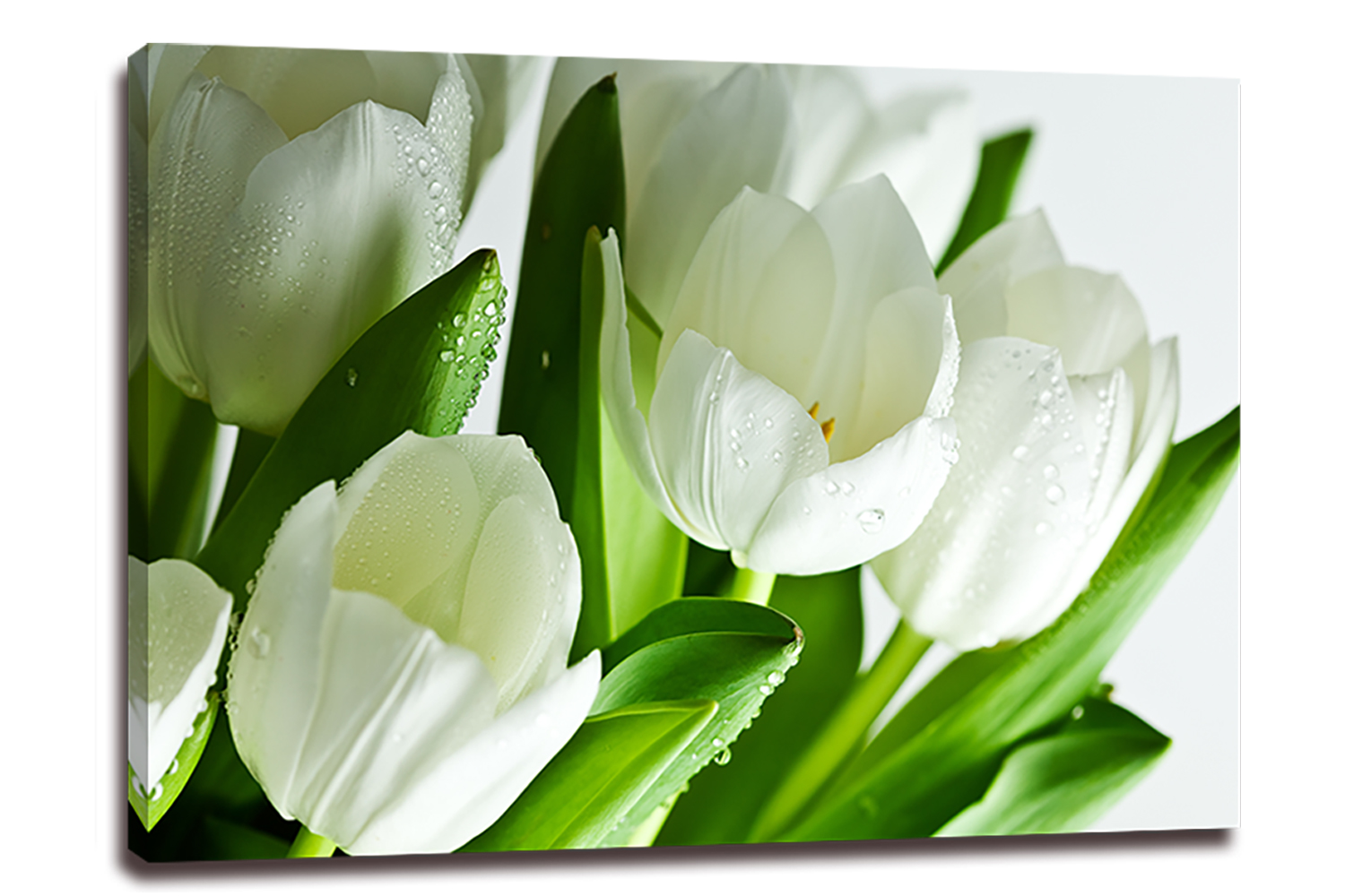 Фотообои три де белые тюльпаны