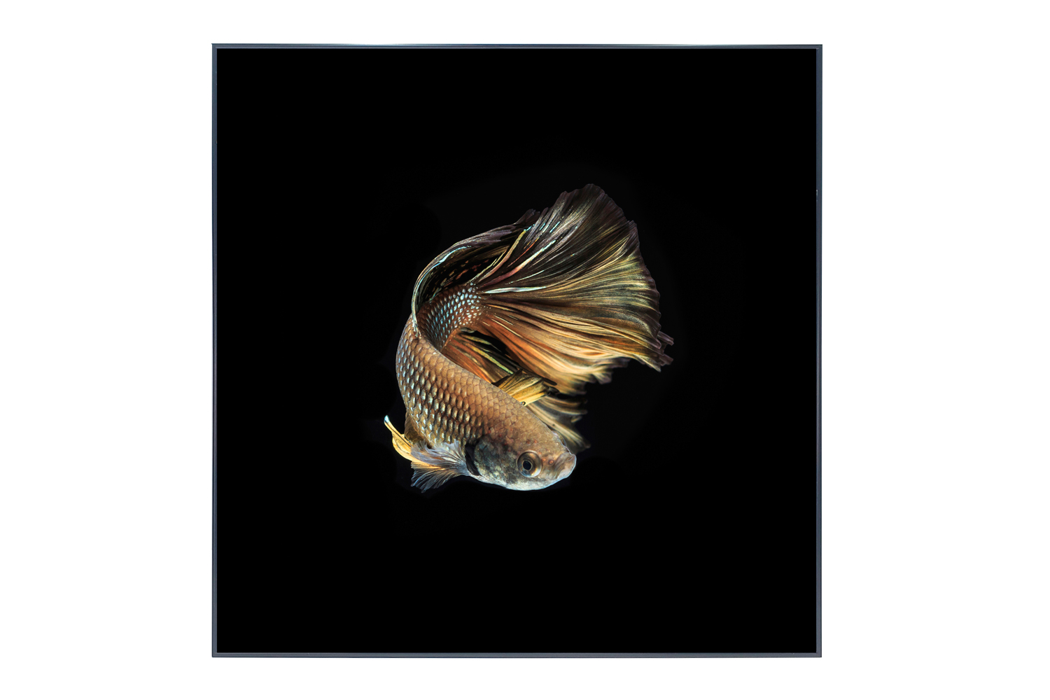 

Картина в раме Comet, Comet