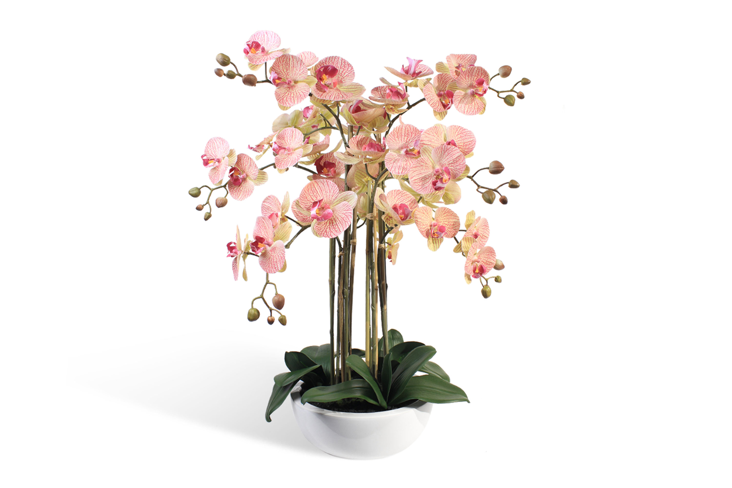 орхидея напольная фото
