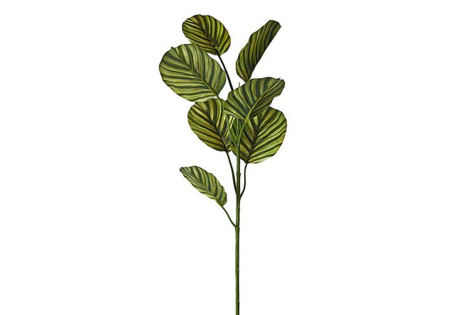 Изображение товара Искусственная ветка Калатея 79 см для декора интерьера и оформления мероприятий