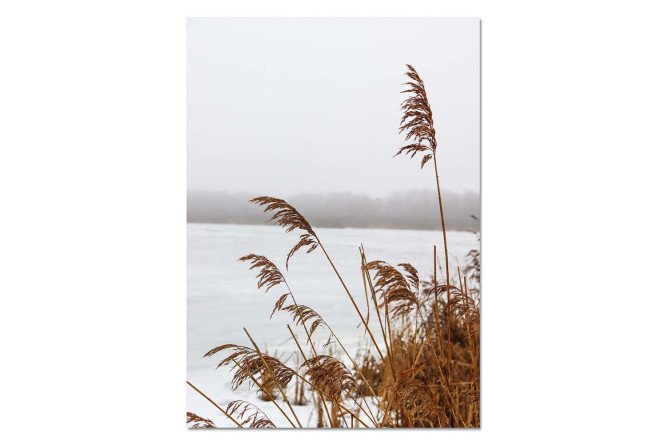 Изображение товара Постер Камыш 50х70 см из бумаги с картонным задником для интерьера