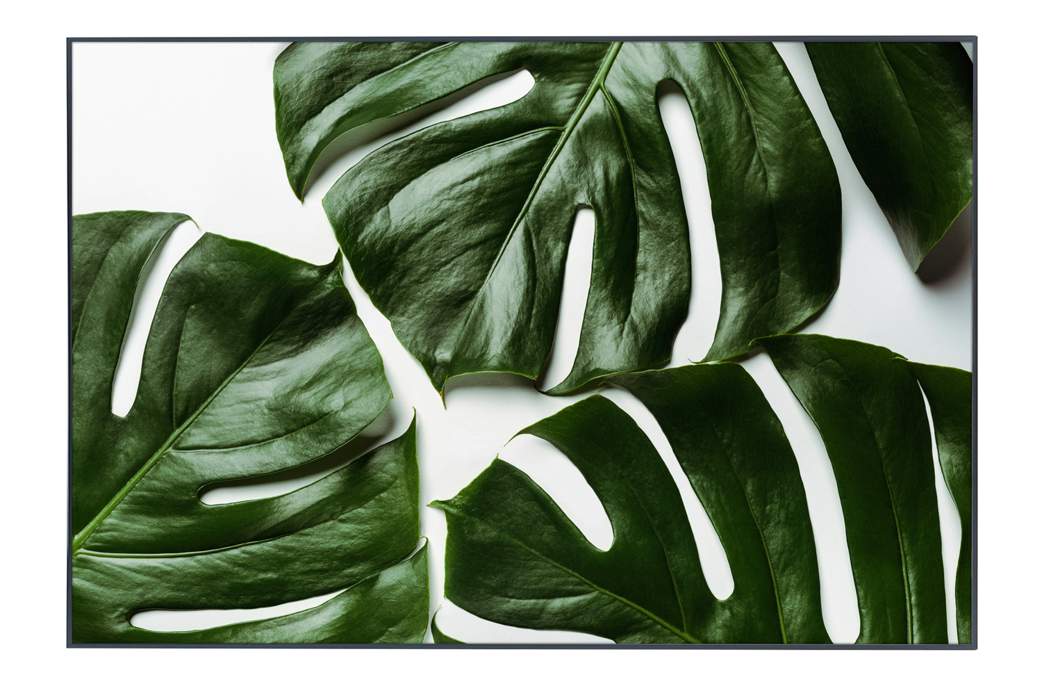 

Картина в раме Monstera, Monstera