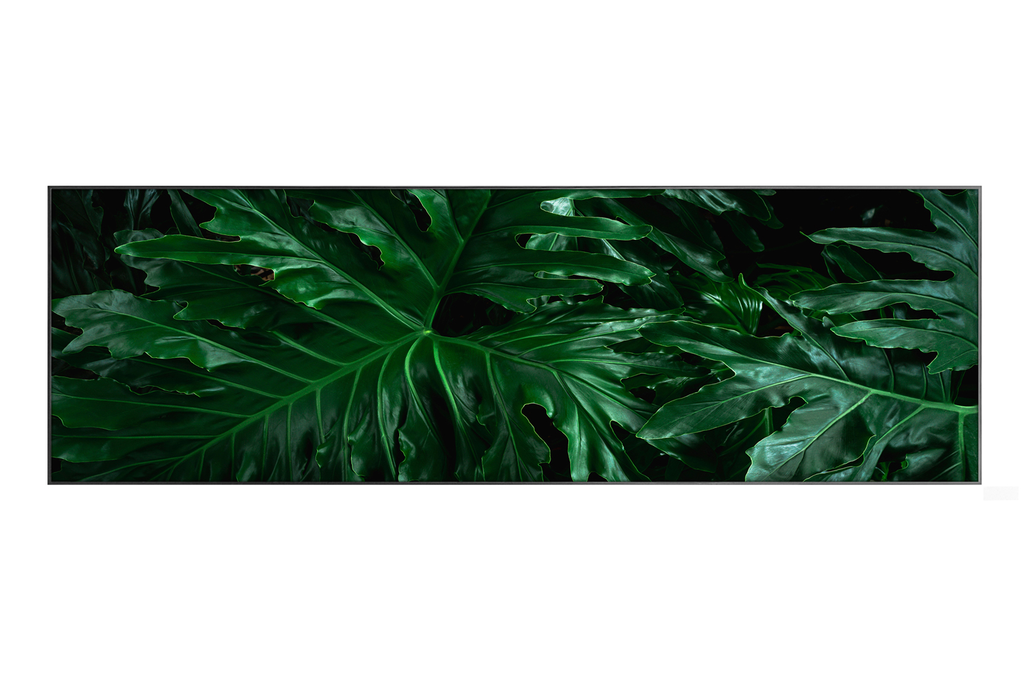 

Картина в раме Jungles Leaves, Jungles Leaves
