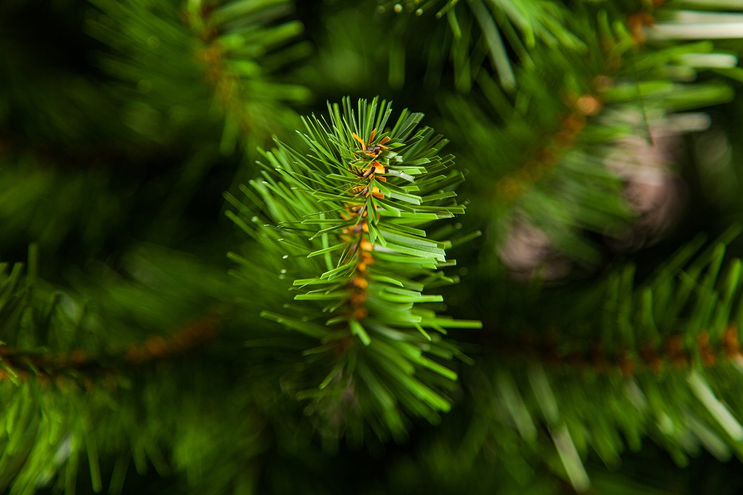 фото Искусственная ёлка санкт-петербург Triumph tree