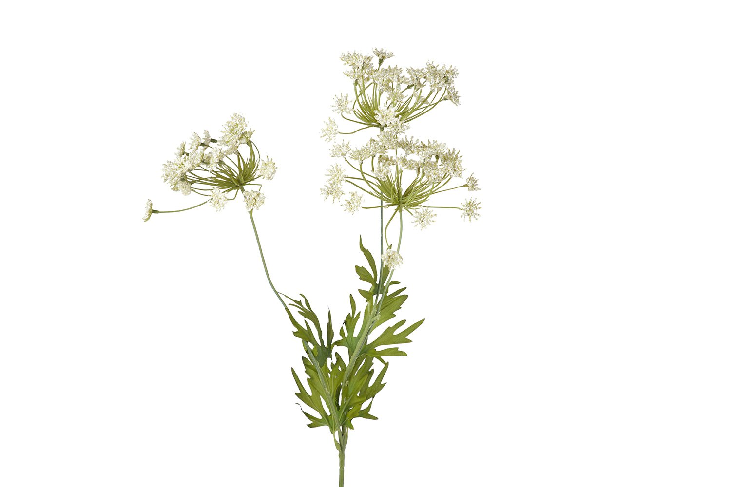 Pimpinella anisum . На белом фоне