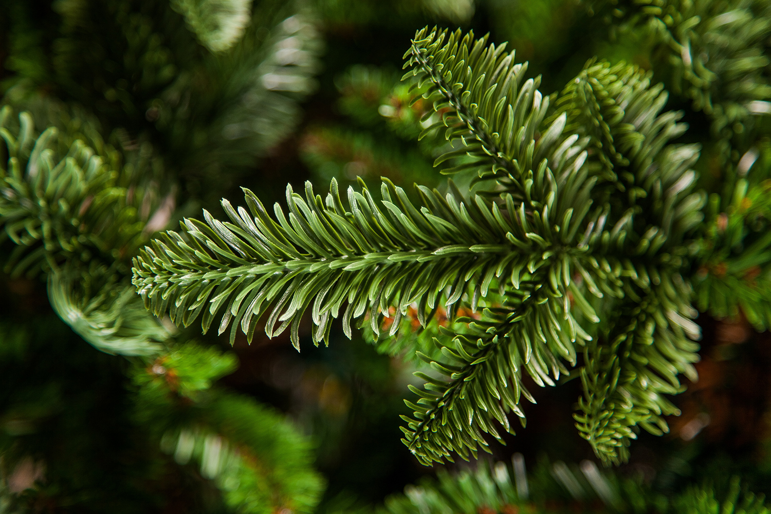 фото Искусственная ёлка нормандия стройная triumph tree