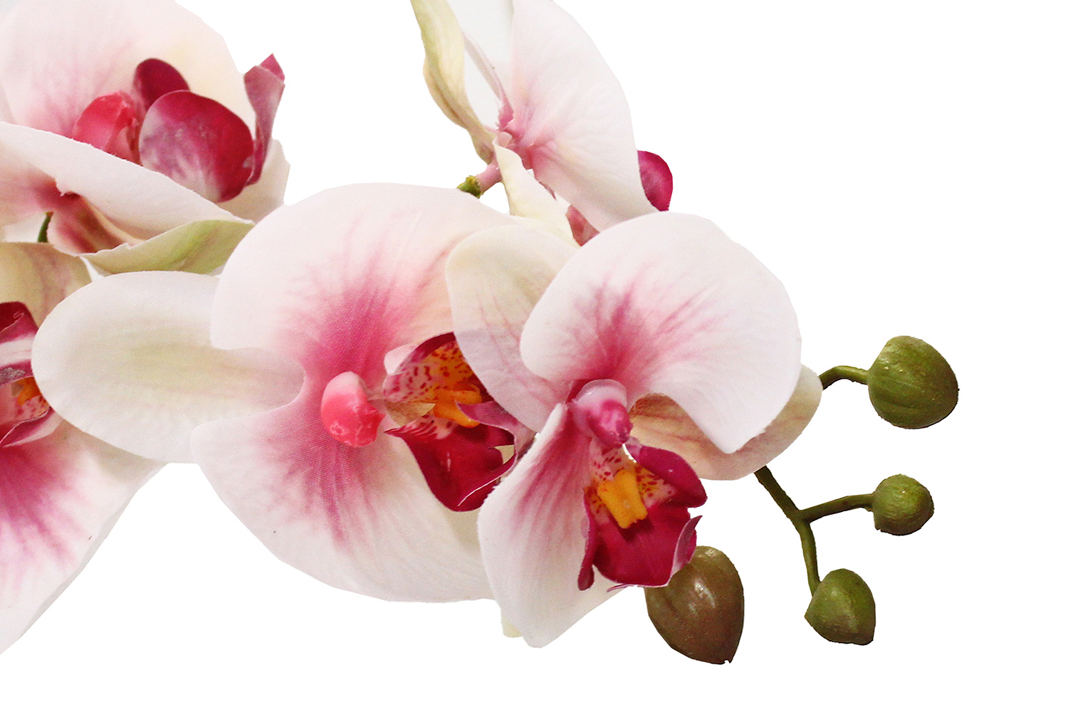 Орхидея фаленопсис Table