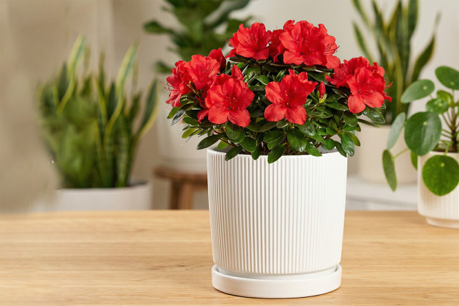 Горшок с блюдцем Mandarin decor Рельеф 18х19.7 см