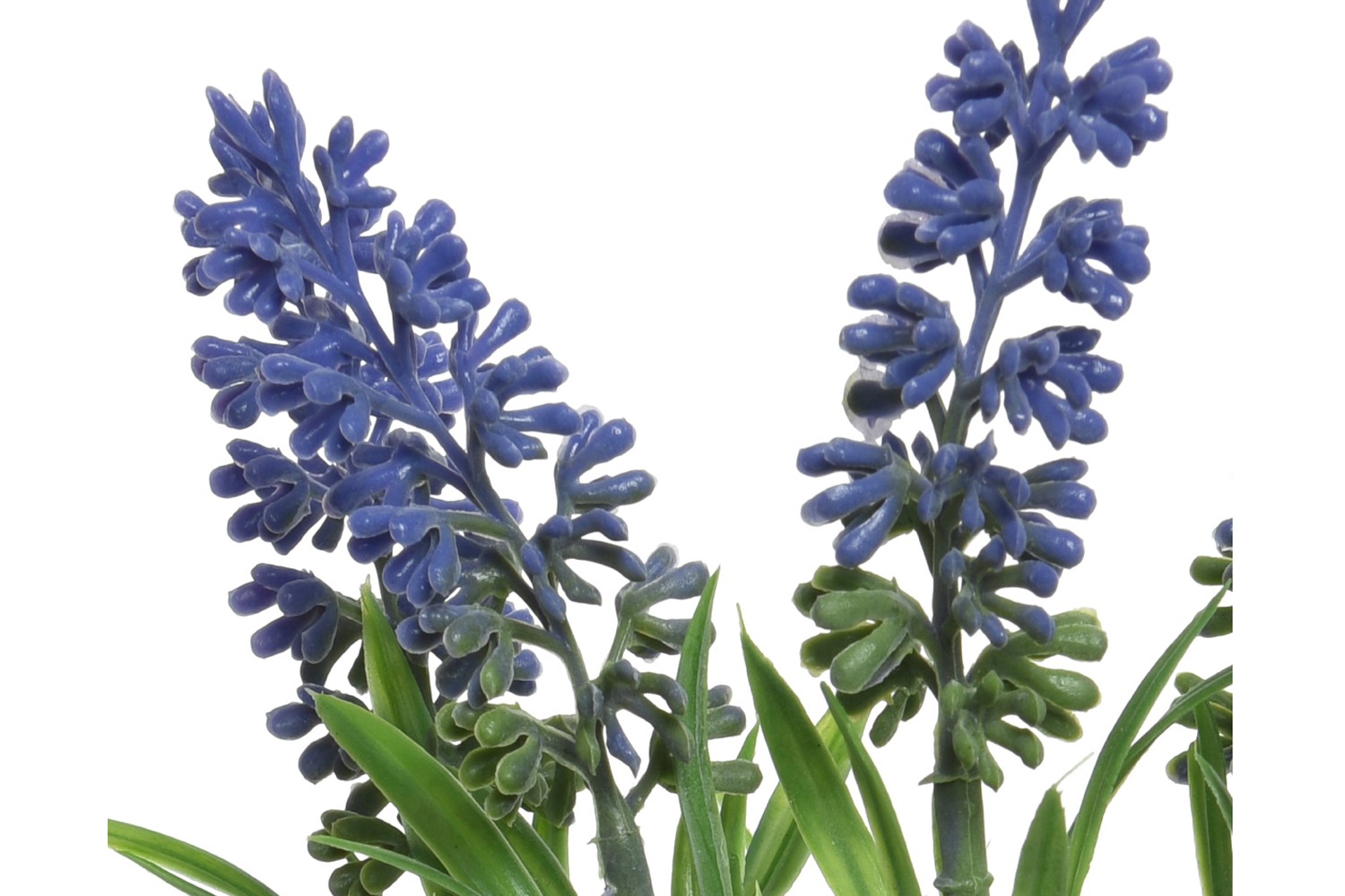 Лаванда Цветы Купить В Спб