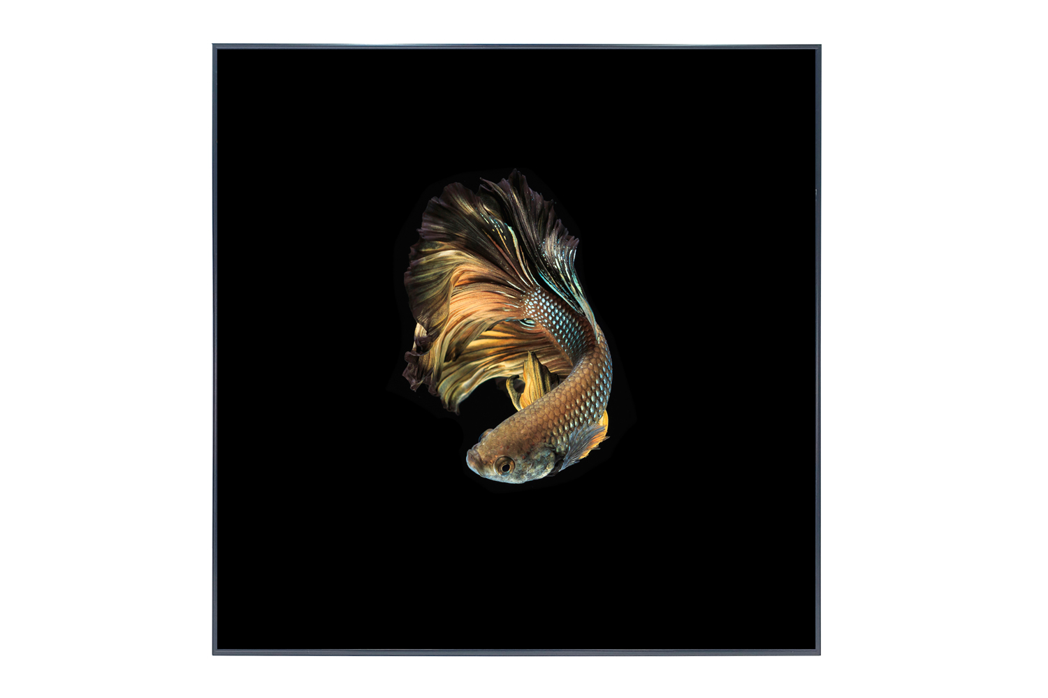

Картина в раме Fantail, Fantail