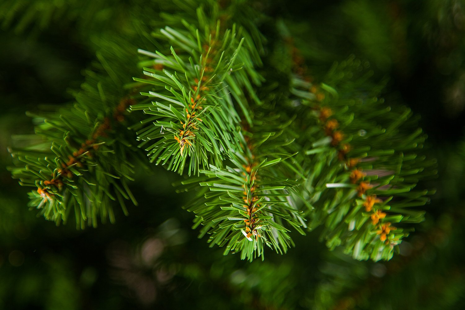 фото Искусственная ёлка санкт-петербург Triumph tree