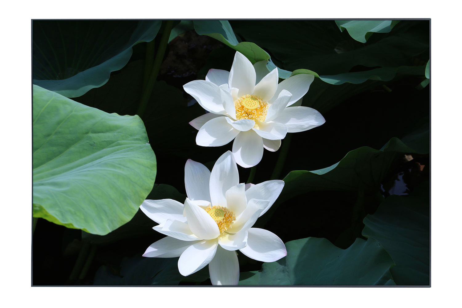 

Картина в раме Lotus, Lotus