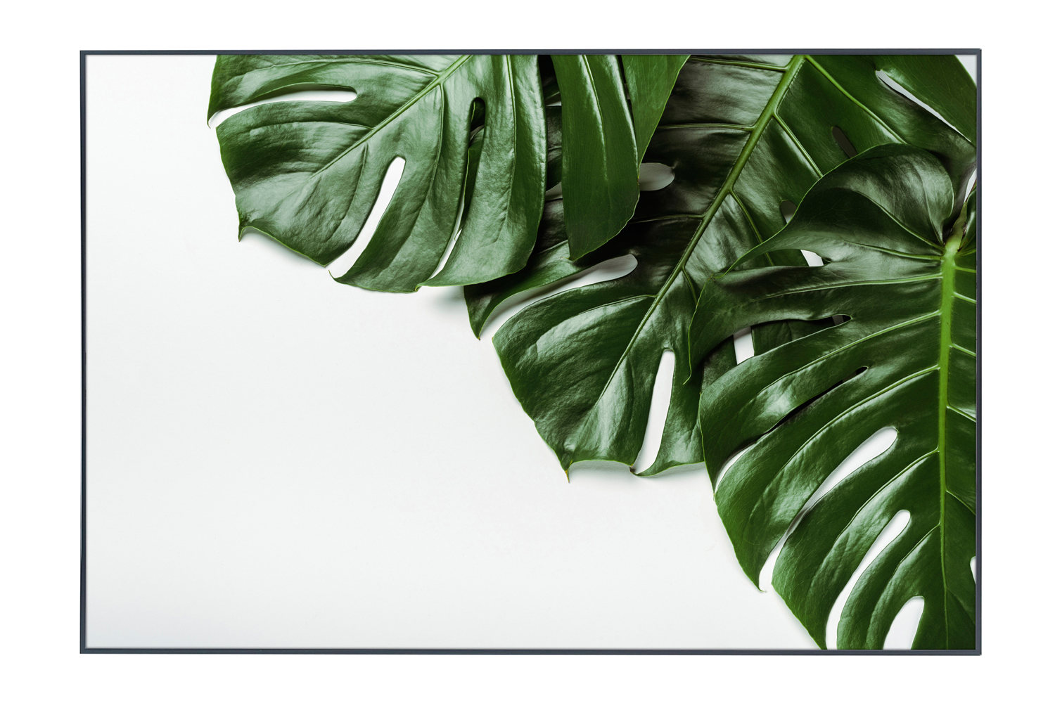 

Картина в раме Monstera, Monstera