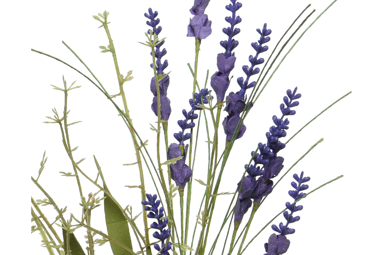 Лаванда Цветы Купить В Спб