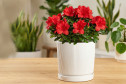 Горшок с блюдцем Mandarin decor Рельеф 18х19.7 см