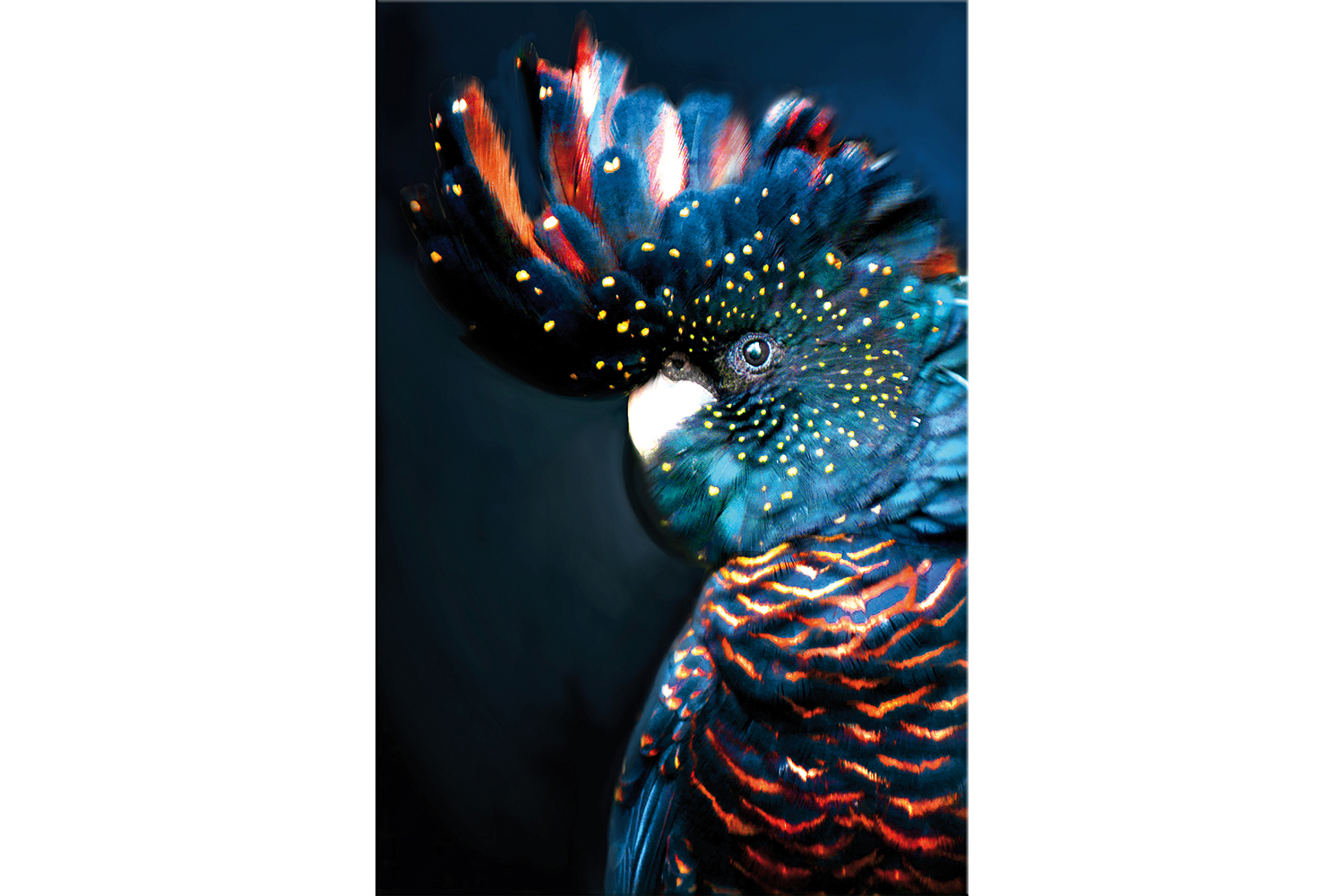 

Репродукция Пальмовый какаду, Пальмовый какаду