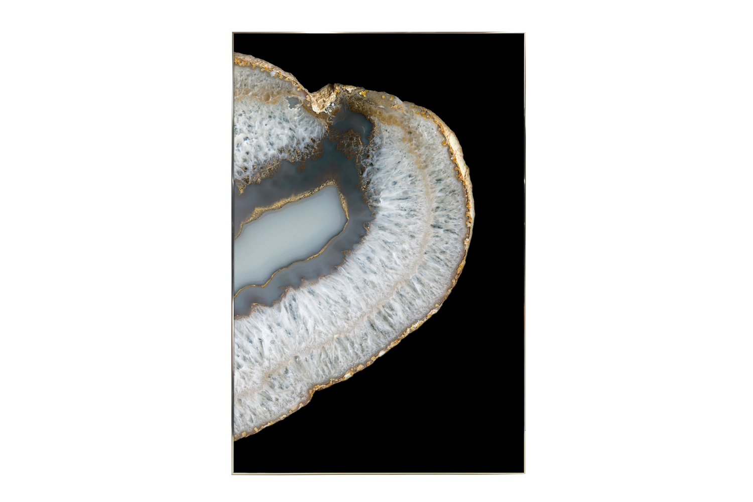 

Картина в раме Ammonite, Ammonite