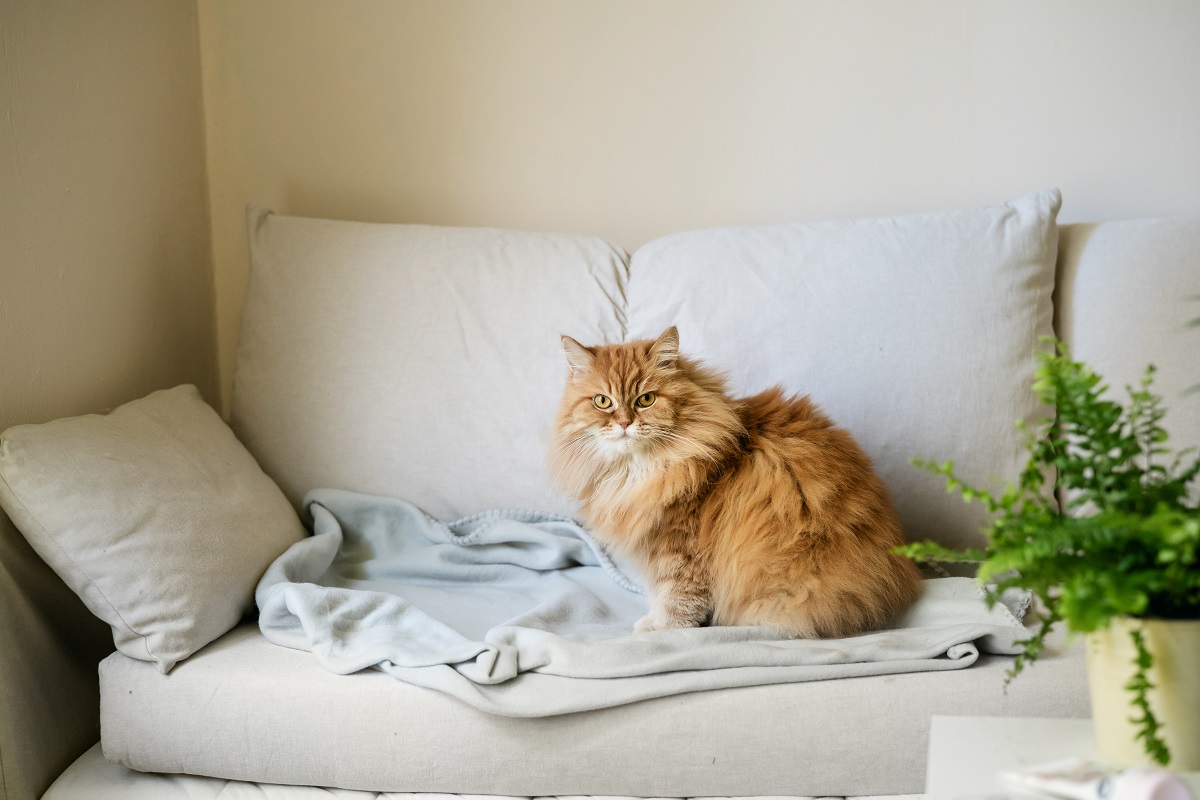 Как отучить кошку драть мебель | «Hoff Вдохновение»