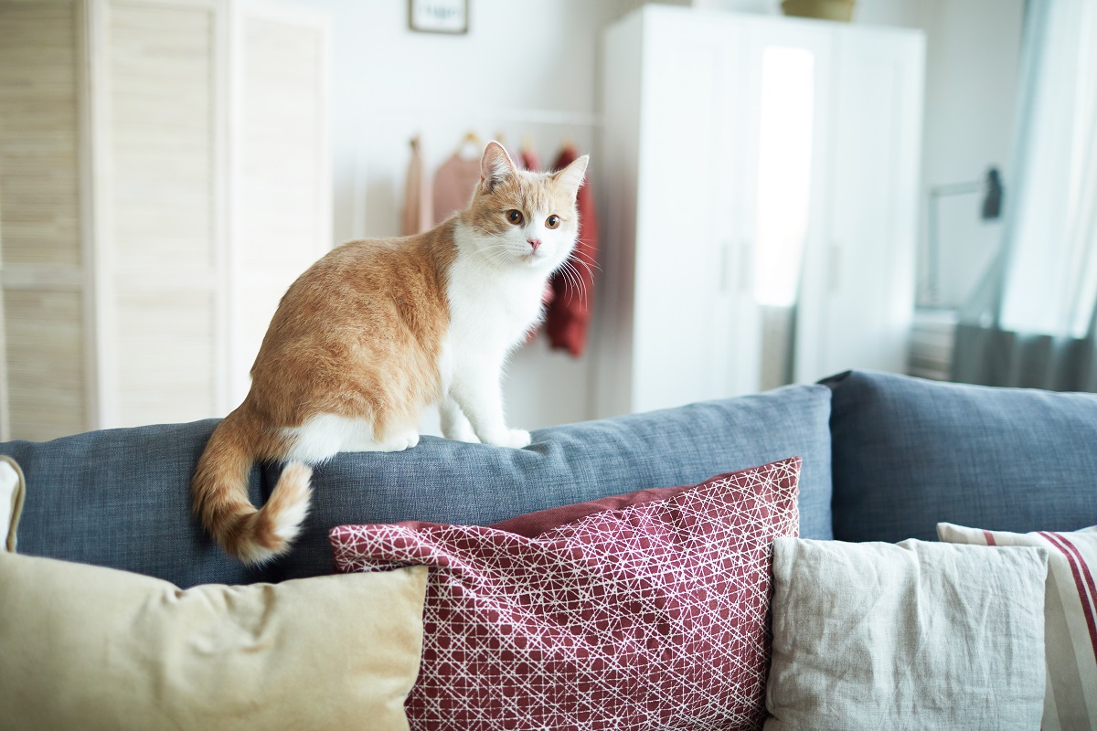 Защита для дивана от кошки