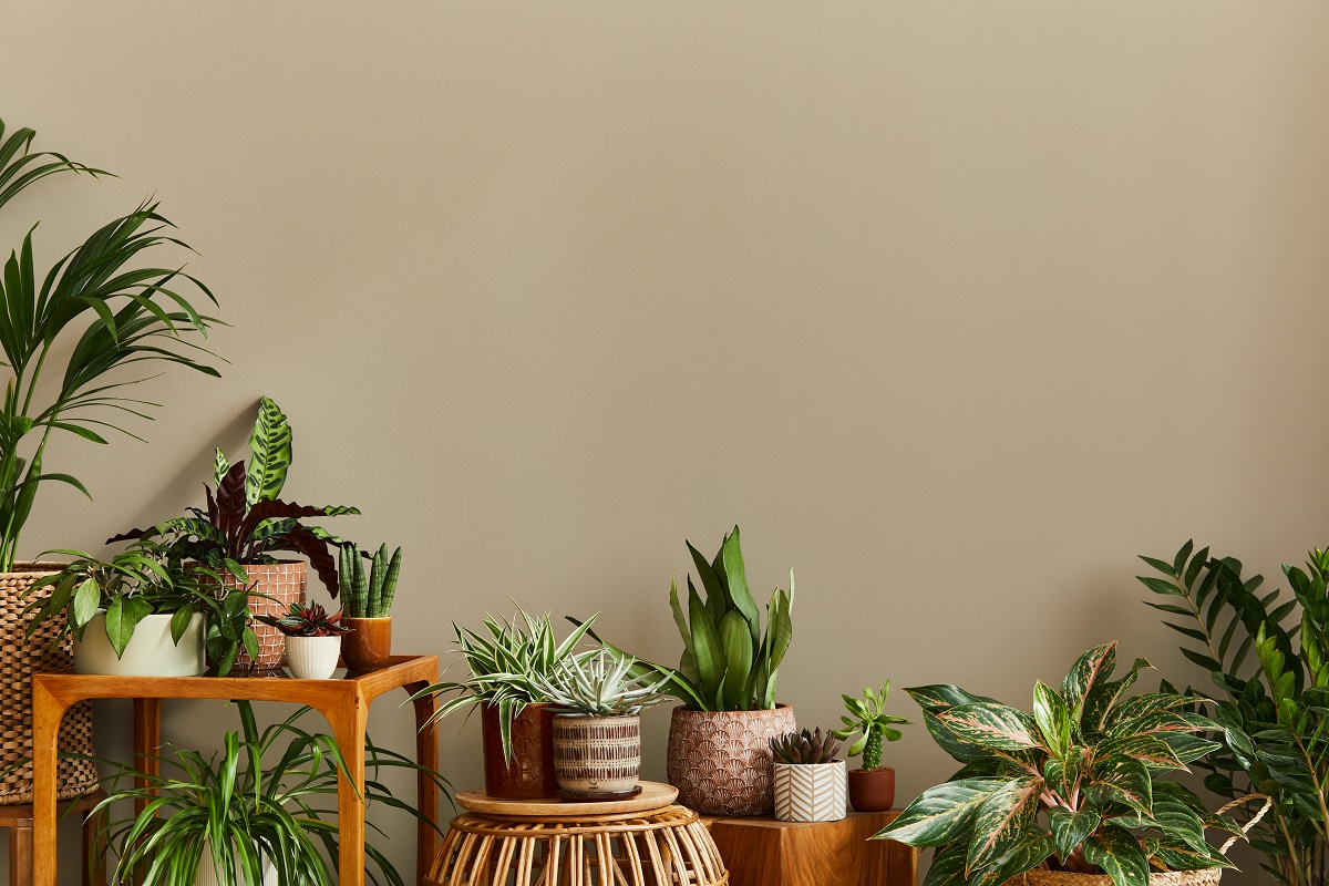 Мебель для комнатных растений